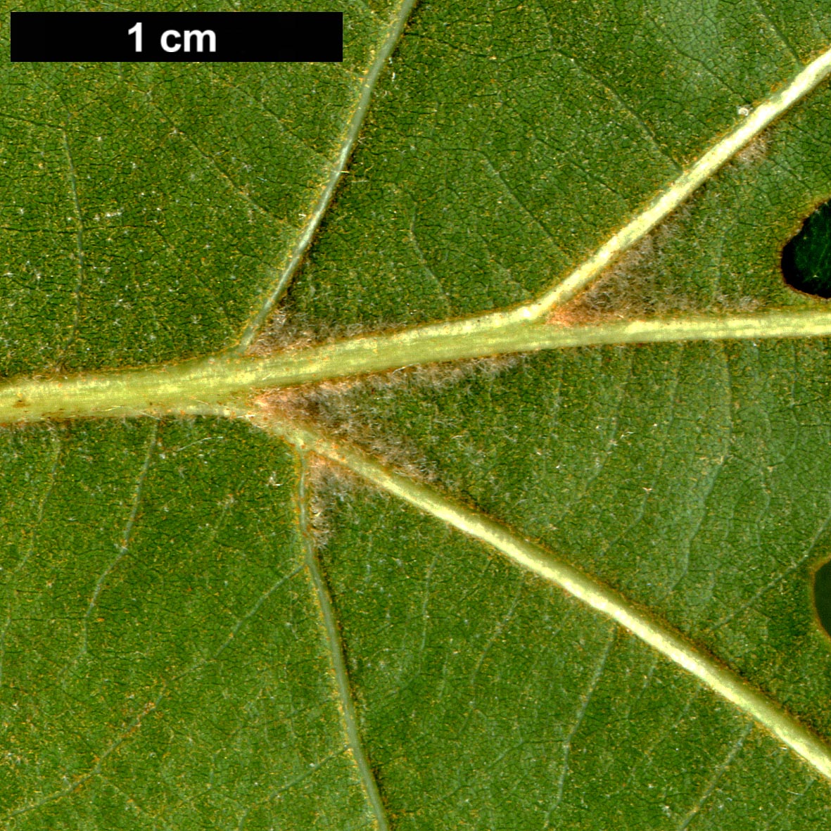 High resolution image: Family: Fagaceae - Genus: Quercus - Taxon: ×bushii (Q.marilandica × Q.velutina)